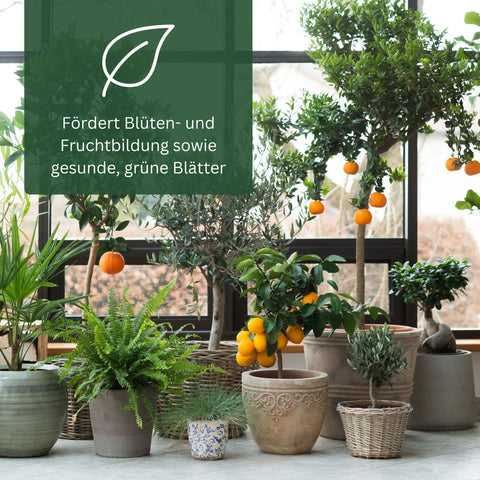 Meine Orangerie BIO-Düngestäbchen - organischer Zitrusdünger