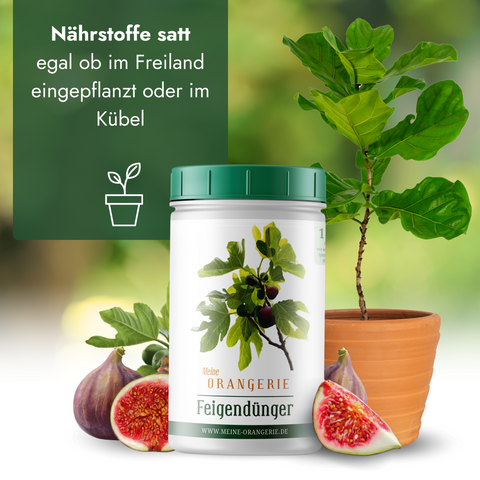 Meine Orangerie Feigendünger - Premium Pflanzendünger für Feigenbäume