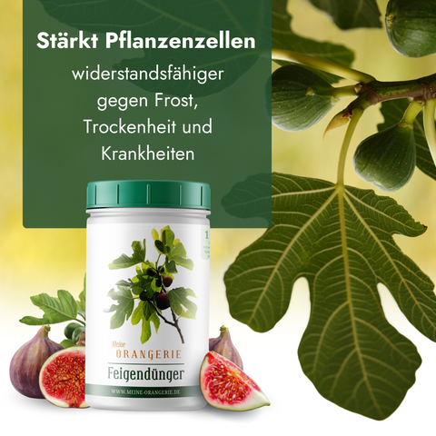 Meine Orangerie Feigendünger - Premium Pflanzendünger für Feigenbäume