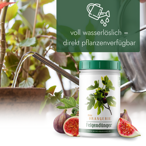 Meine Orangerie Feigendünger - Premium Pflanzendünger für Feigenbäume