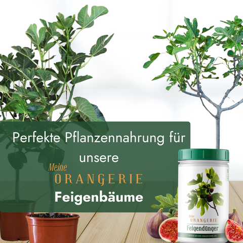 Meine Orangerie Feigendünger - Premium Pflanzendünger für Feigenbäume