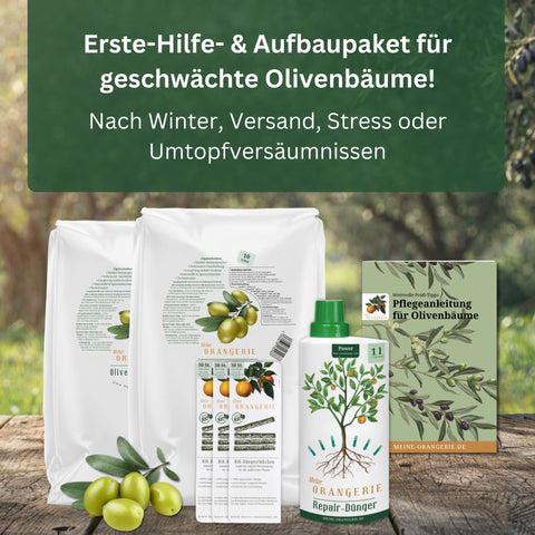 Erste Hilfe Rettungspaket für alle Olivenbäume