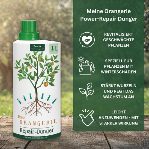 Erste Hilfe Rettungspaket für alle Olivenbäume
