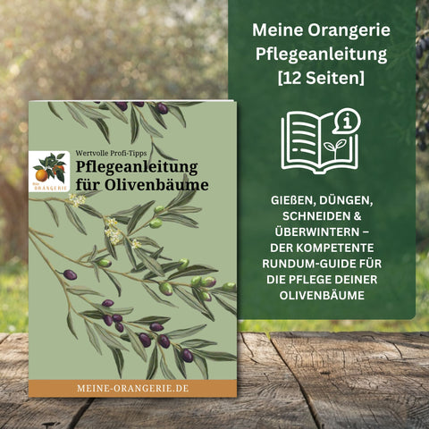 Erste Hilfe Rettungspaket für alle Olivenbäume