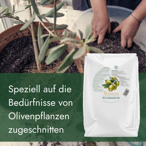 Meine Orangerie Olivenbaumerde
