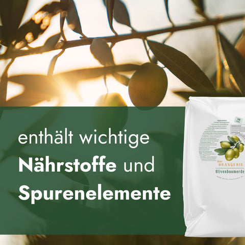 Meine Orangerie Olivenbaumerde