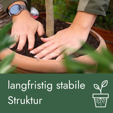 Meine Orangerie Olivenbaumerde