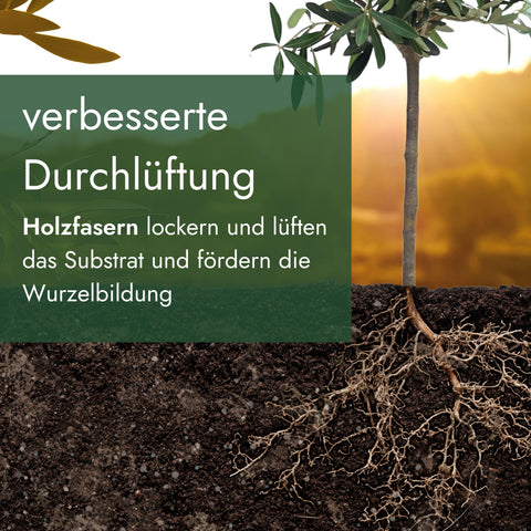 Meine Orangerie Olivenbaumerde