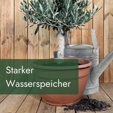 Meine Orangerie Olivenbaumerde