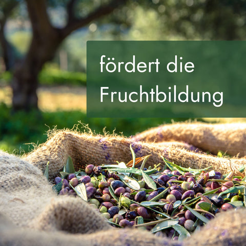 Meine Orangerie Olivenbaumerde