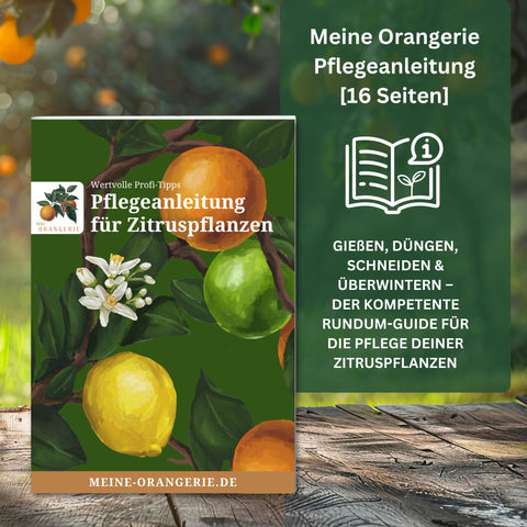 Citrus Pflegepaket [Grande] - Pflegeset für Zitruspflanzen