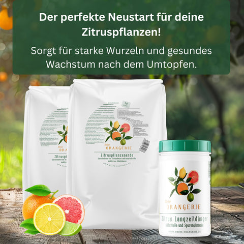 Citrus Umtopf-Paket