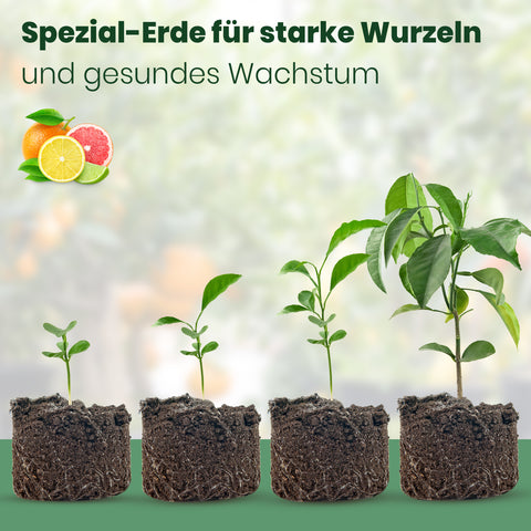 Meine Orangerie Zitruserde und mediterrane Pflanzenerde