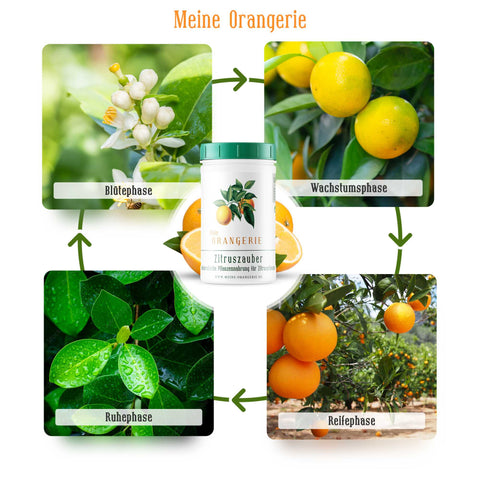 Meine Orangerie Zitruszauber - Profi Zitrusdünger für alle Zitruspflanzen