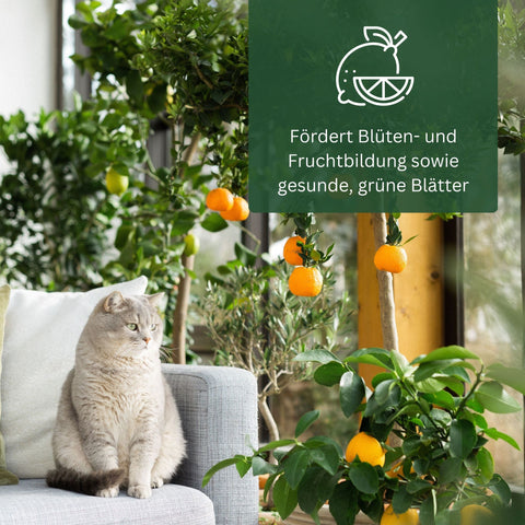 Meine Orangerie Düngestäbchen - mineralischer Zitrusdünger